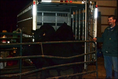 unload cows