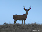 IMG_4154.JPG