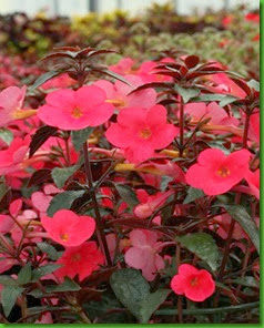 Achimenes Tarantella