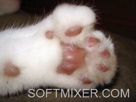 [hemingway_cat-300x229%255B8%255D.jpg]