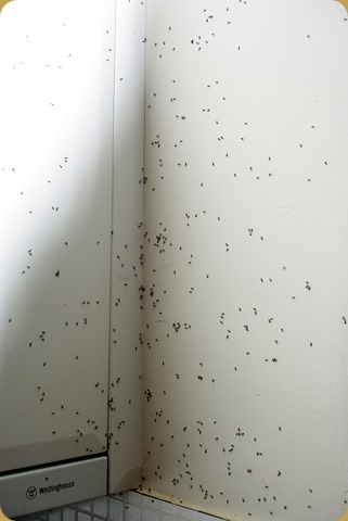 Bastard, useless little ants!!!!! Bastard, useless little ants!!!!!