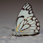 Brown Veined White
