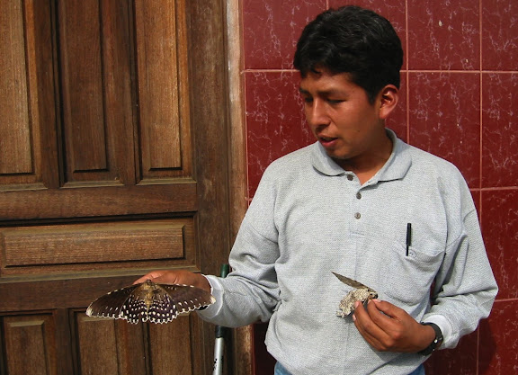 Noctuidae : Ophiderinae : Thysania agrippina CRAMER, 1776, verso. Coroico (1800 m). Bolivie, 27 janvier 2004