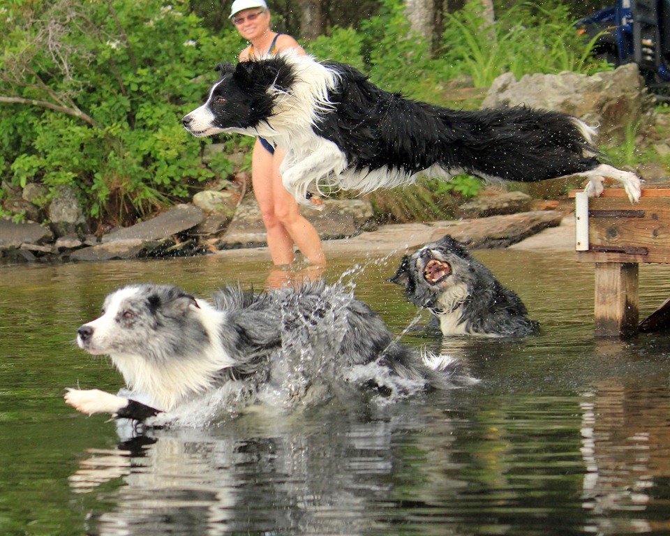 [Dogs-Lake-070312%2520%252860%2529e%255B4%255D.jpg]