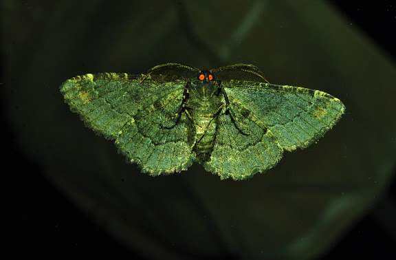 Geometridae : Ennominae : Boarmiini : Pholodes sinistraria GUÉNÉE, 1857, mâle, verso. Umina Beach (New South Wales, Australie), 25 mars 2011. Photo : Barbara Kedzierski