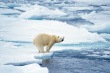 [stock-photo-5431540-polar-bear-preparing-to-swim%255B3%255D.jpg]