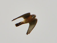 HBR_2012Dec28_001.jpg