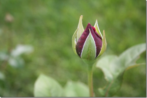 IMG_7020 IMG_7020