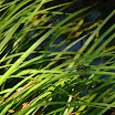 Callaway Gardens 039.JPG