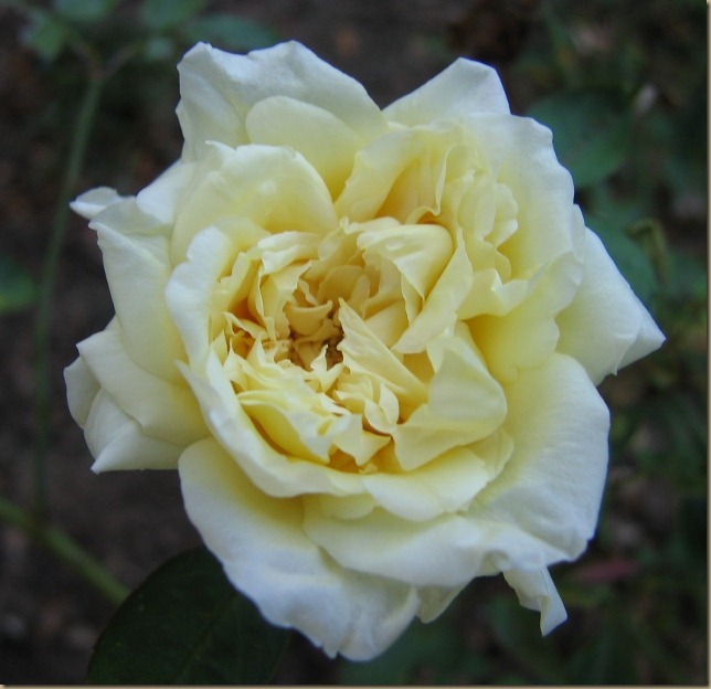 IMG_8289 (640x620) IMG_8289 (640x620)