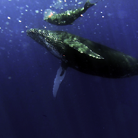 Whales