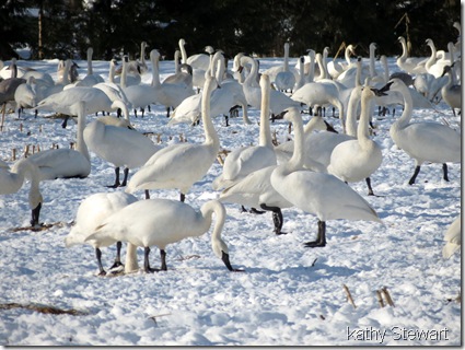 lots of Swans