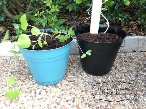 minioutdoorvalsparplanters.jpg small planters valspar