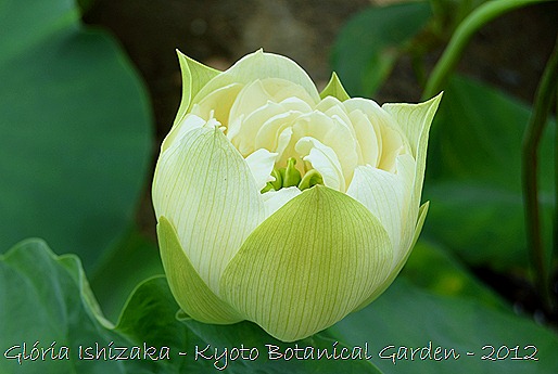 Glória Ishizaka - Flor de Lótus -  Kyoto Botanical Garden 2012 - 1