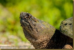 Common Snapping Turtle