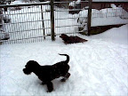 Fenna speelt in de sneeuw, kerst 2010