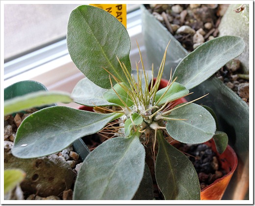 111218_Pachypodium-namaquanum 111218_Pachypodium-namaquanum