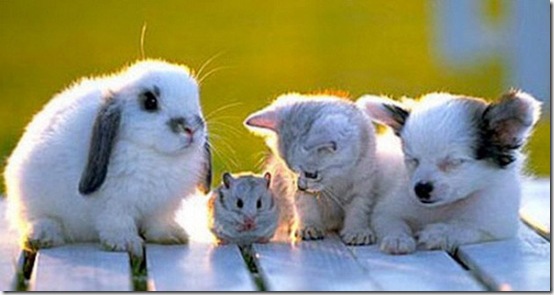 animals-worried-face-28