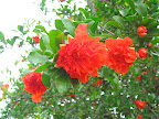 This pomegranate flower was near the cafe. I have only one word for this form and color: va-va-voom!