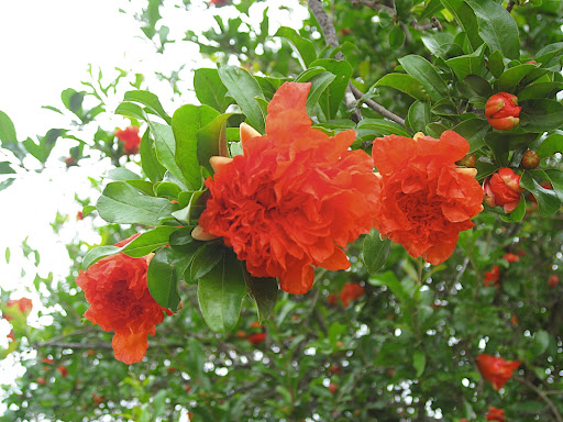 This pomegranate flower was near the cafe. I have only one word for this form and color: va-va-voom!