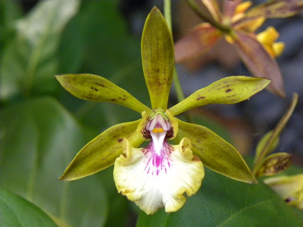 [encyclia_gracilis_flower_1%255B3%255D.jpg]