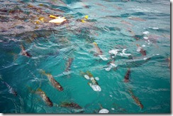 Feeding bread to the fishes Feeding bread to the fishes