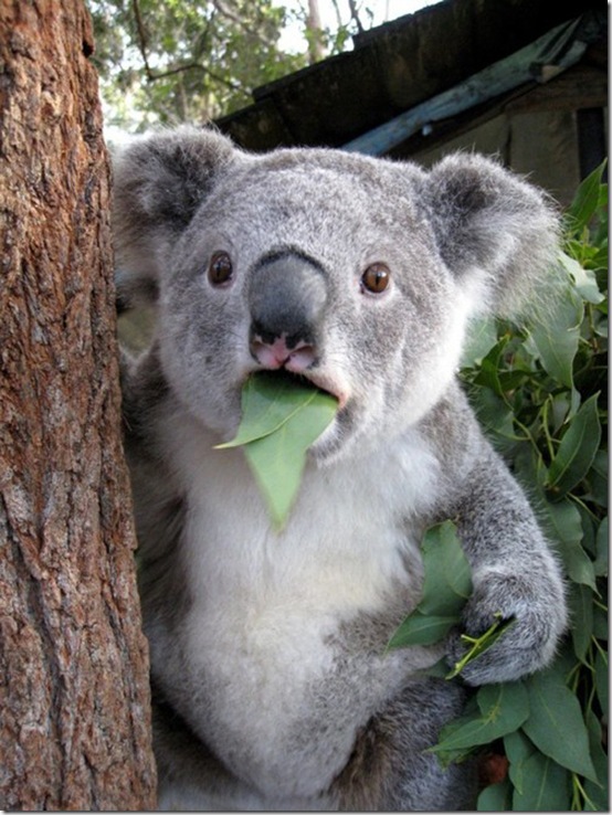 animals-worried-face-4