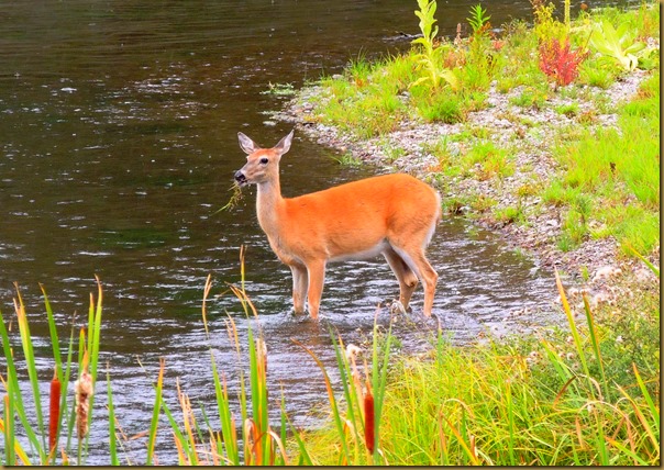 I love the cattails in the foreground of this photo