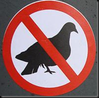 no pigeons allowed