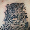 Leopard #2