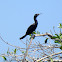 Neotropic Cormorant