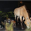 – Przewalski-Pferd – Przewalski-Pferd