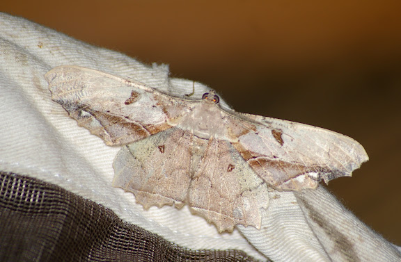 Geometridae, Ennominae, Boarmiini : Chorodna complicataria Walker, 1860. Sepilok, 10 août 2011. Photo : J.-M. Gayman