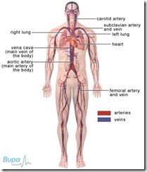 cardiovascular_427x500 cardiovascular_427x500