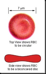red_blood_cell red_blood_cell