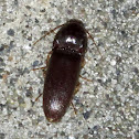 Click Beetle