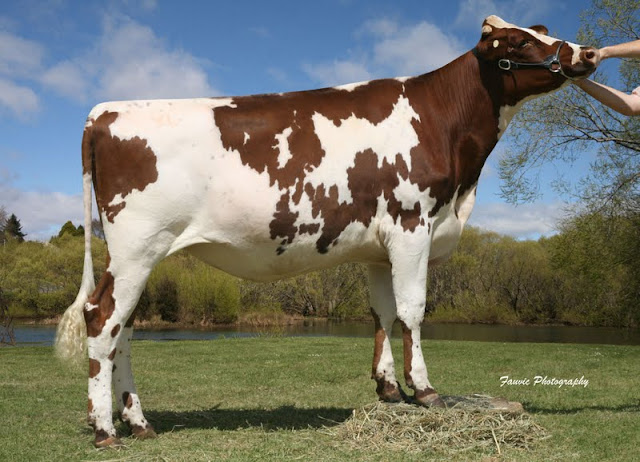 Tara Daffodil 43.jpg