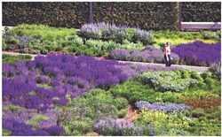 Lurie Garden Lurie Garden