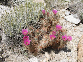 Hedgehog Cactus in RockHouse Canyon