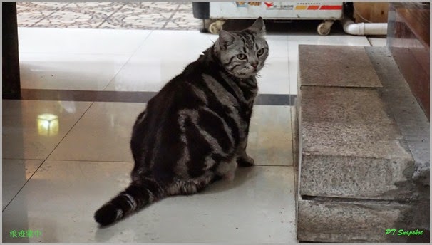 龙门肥猫~ 龙门肥猫~