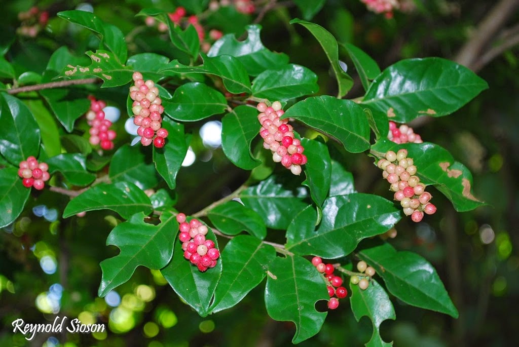 [Antidesma-pentandrum4.jpg]