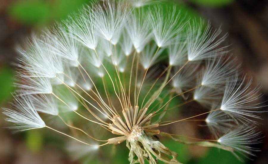 [110708_Tragopogon-dubius_094.jpg]