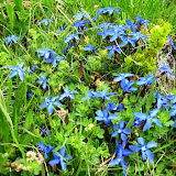 07.06-10 Filegalm Ahrntal - malga-Fileg