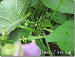 Provider_bean1