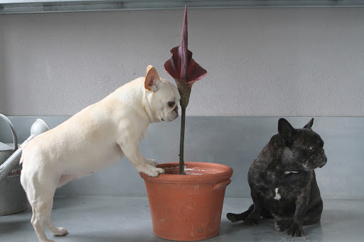 This plant is also known as the Voodoo Lily, Devil's Tongue, Snake Plant, and the Corpse Flower.  It has a horrible odor, reminiscent of a decomposing mammal!