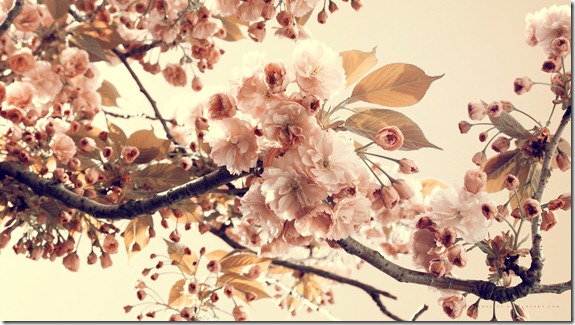 Cherry_Flowers_Wallpaper_1920x1080_wallpaperhere