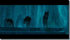 loups loups