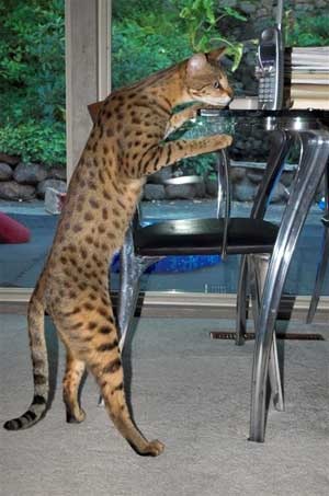 [savannah%2520cat%25201%255B2%255D.jpg]
