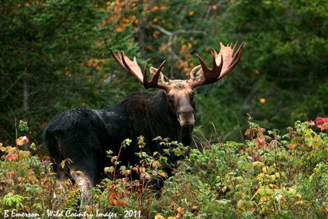 Moose in New Hampshire, 2011. Global warming and the resulting tick population boom are reducing the New Hampshire moose population. Photo: B. Emerson / Wild Country Images / moosecountryguide.com