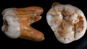 Denisovan Tooth.jpg